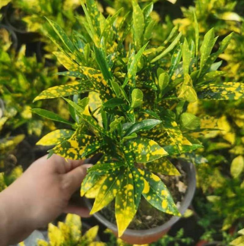洒金木盆栽变叶木苗洒金榕花卉植物招财室内外阳台七彩变叶木