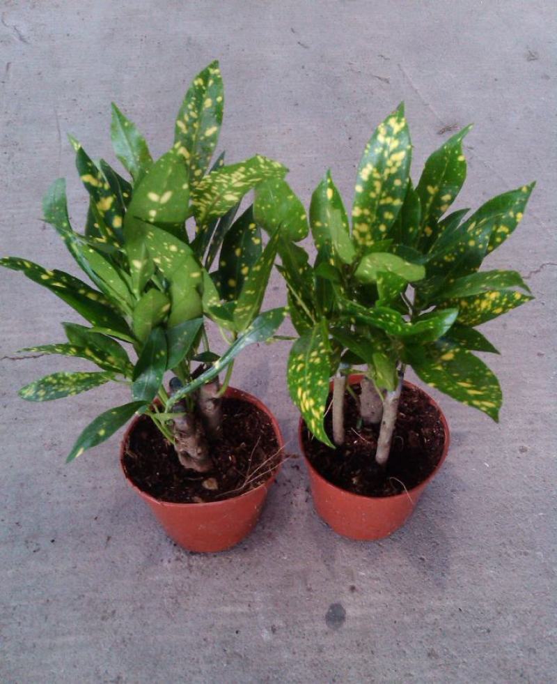 洒金木盆栽变叶木苗洒金榕花卉植物招财室内外阳台七彩变叶木