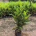 洒金木盆栽变叶木苗洒金榕花卉植物招财室内外阳台七彩变叶木
