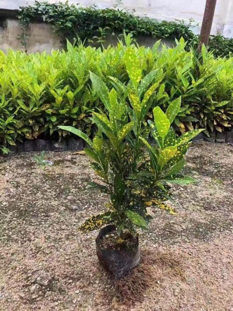 洒金木盆栽变叶木苗洒金榕花卉植物招财室内外阳台七彩变叶木