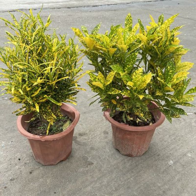 洒金木盆栽变叶木苗洒金榕花卉植物招财室内外阳台七彩变叶木
