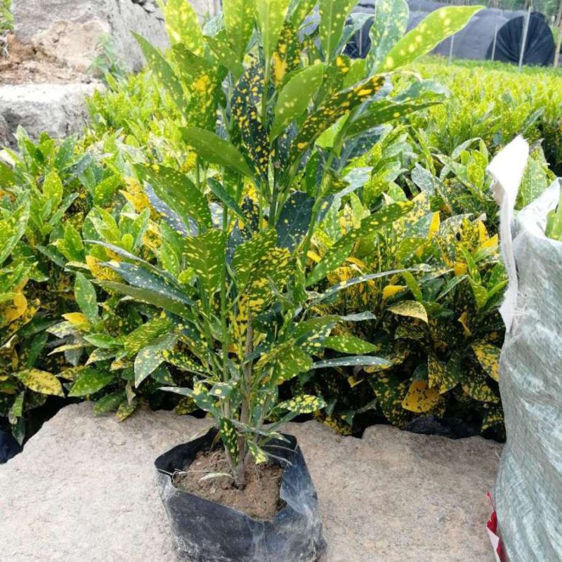 洒金木盆栽变叶木苗洒金榕花卉植物招财室内外阳台七彩变叶木
