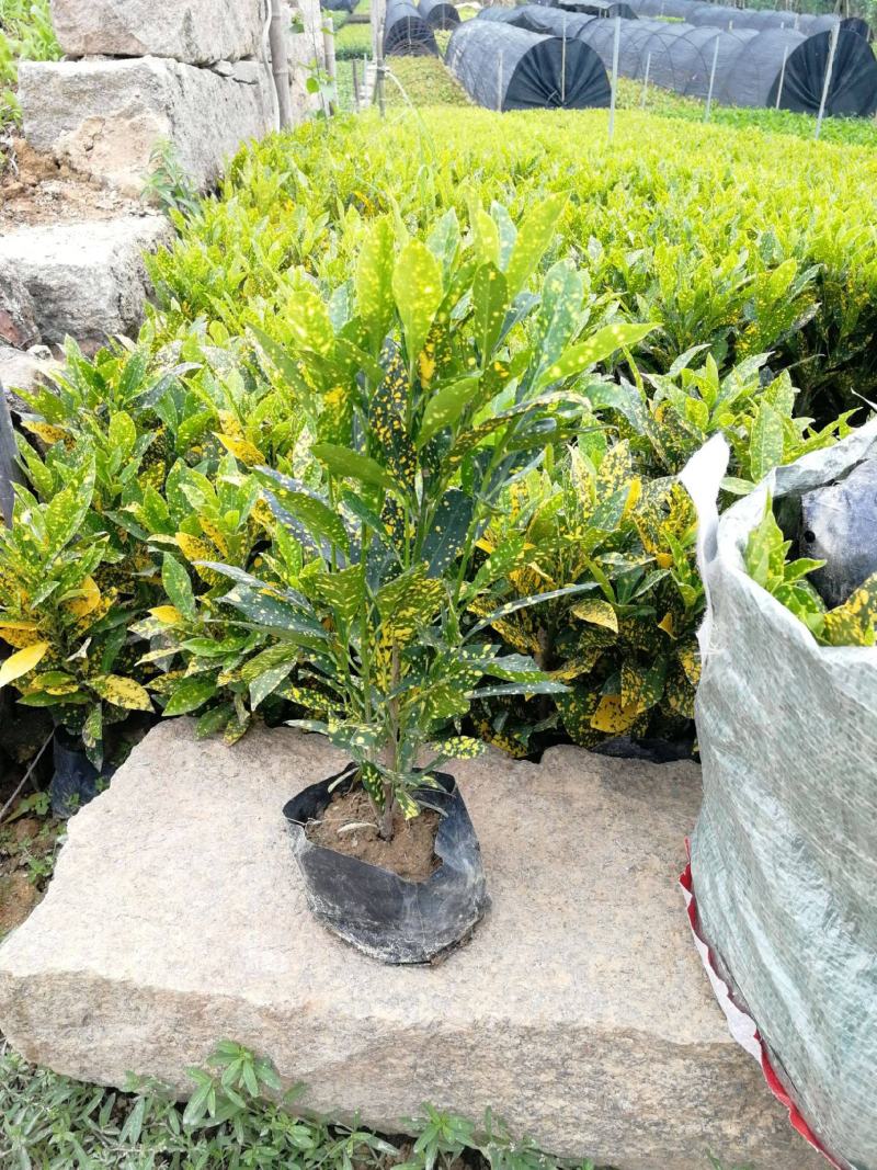 洒金木盆栽变叶木苗洒金榕花卉植物招财室内外阳台七彩变叶木