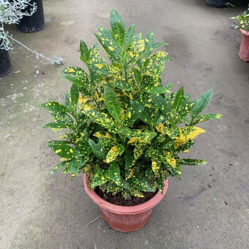 洒金木盆栽变叶木苗洒金榕花卉植物招财室内外阳台七彩变叶木