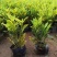 洒金木盆栽变叶木苗洒金榕花卉植物招财室内外阳台七彩变叶木