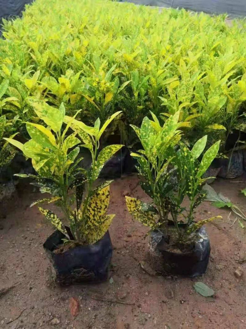 洒金木盆栽变叶木苗洒金榕花卉植物招财室内外阳台七彩变叶木