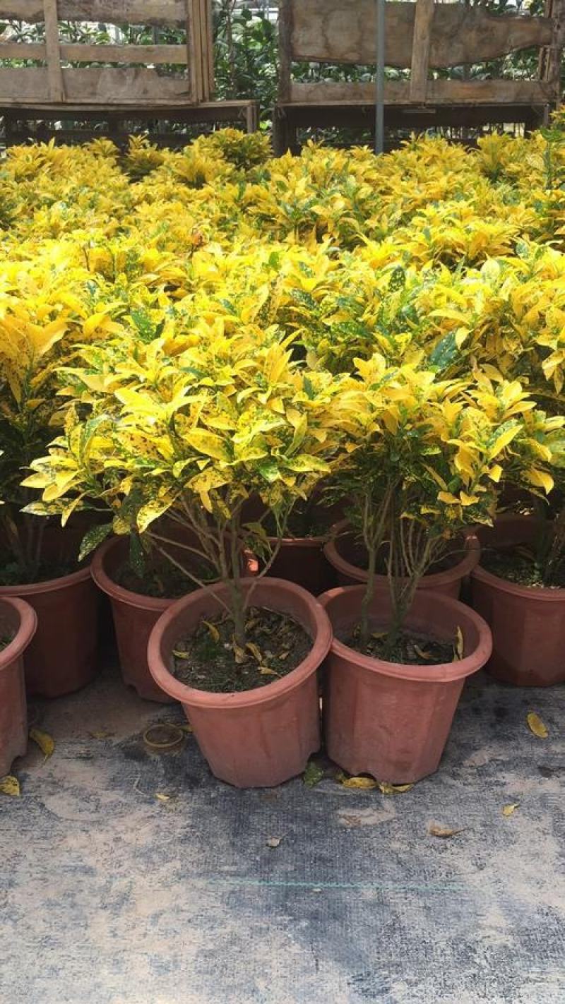 洒金木盆栽变叶木苗洒金榕花卉植物招财室内外阳台七彩变叶木