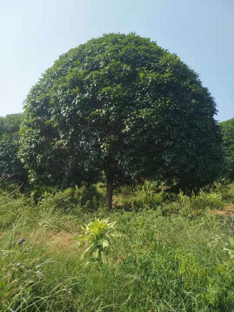 精品金桂，单杆18公分