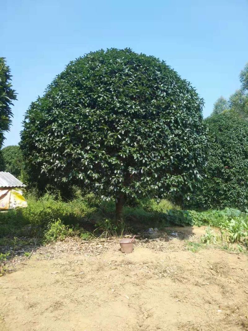 精品金桂，单杆18公分