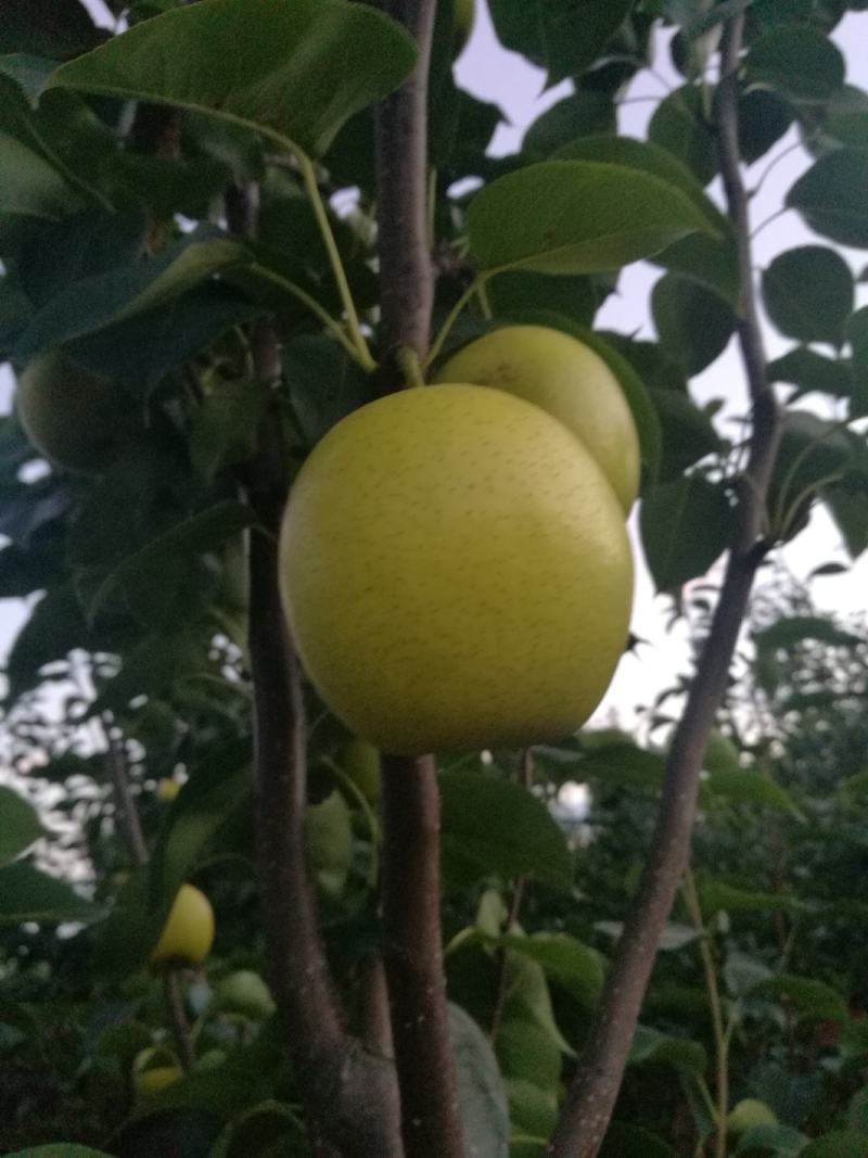 梨脆至汁多没有梨渣