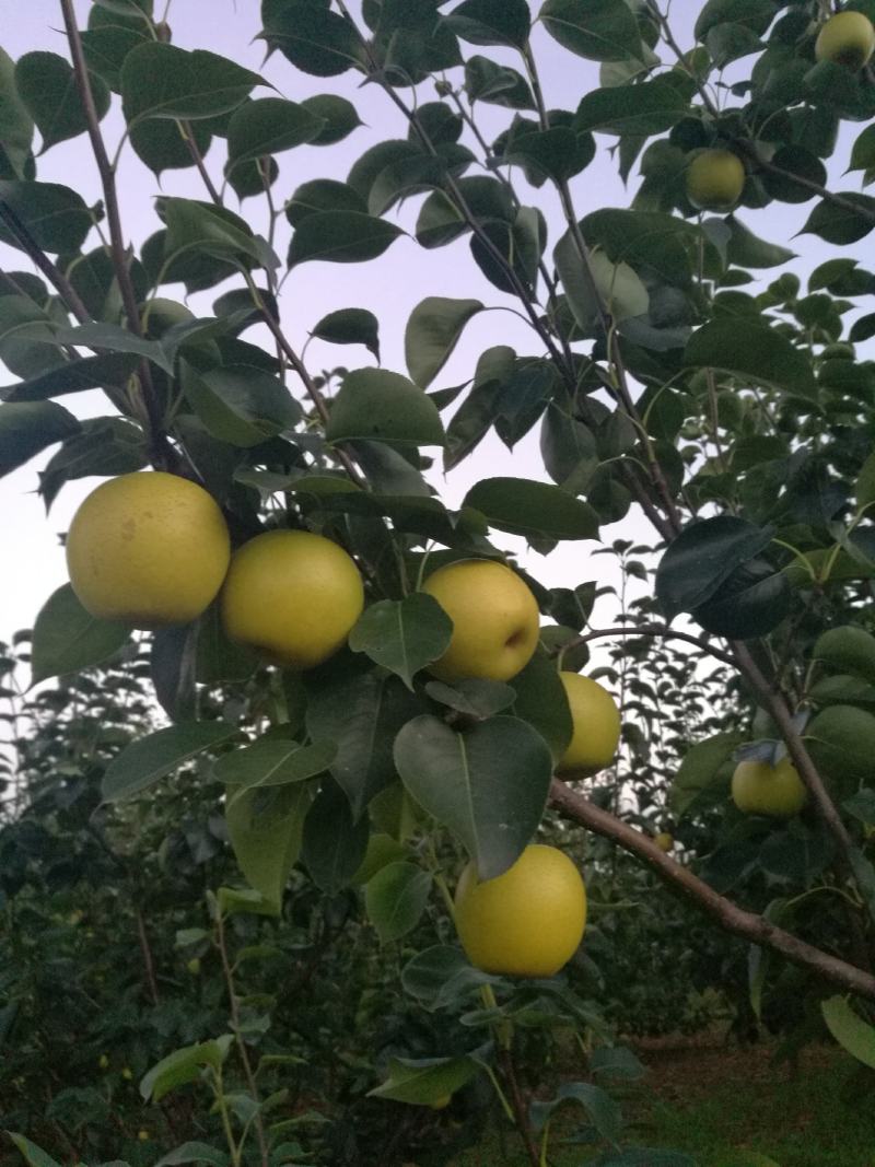 梨脆至汁多没有梨渣