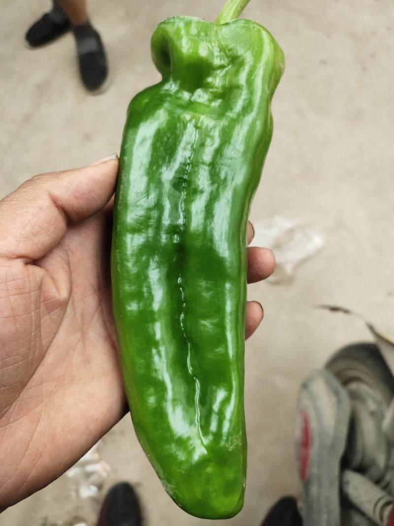 甘肃泡椒大泡椒大青椒二炮大量上市