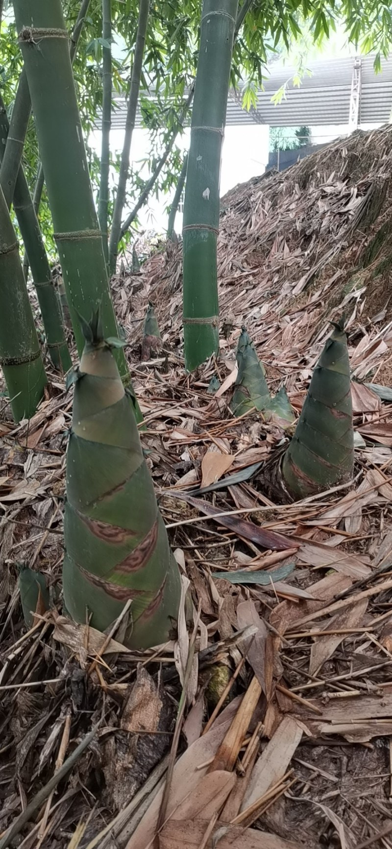 酸笋丝产地自家工厂直供，可做各种规格包装，欢迎实地考察