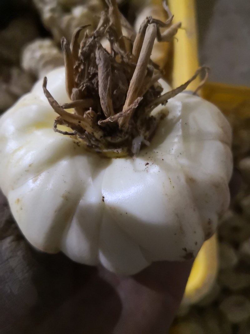 鲜百合百合食用新鲜龙牙百合不苦种植户特级靓货批发二代发片