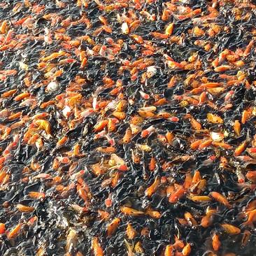池塘金鱼红草鱼观赏鱼锦鲤鱼人工养殖