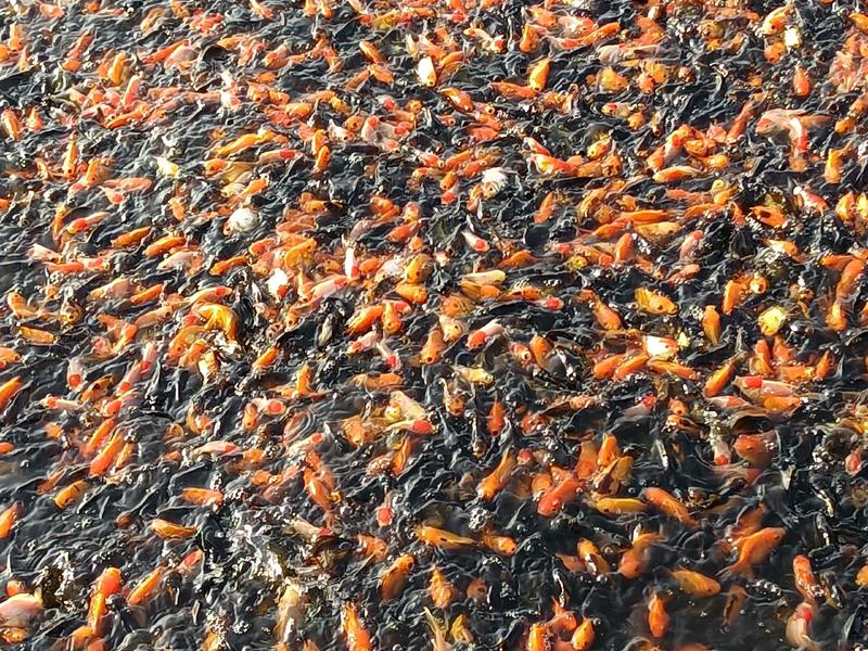 池塘金鱼红草鱼观赏鱼锦鲤鱼人工养殖