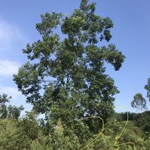 乌桕原生冠米径15-45公分优质绿化苗木品种