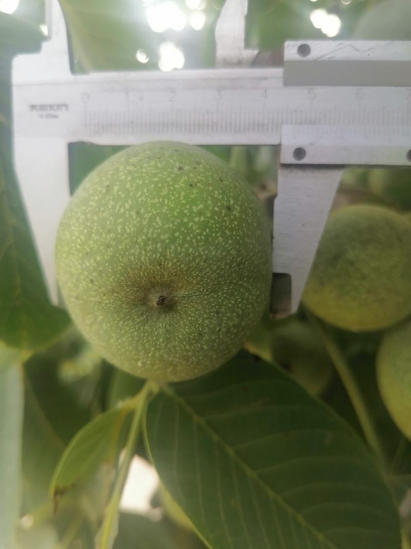 青皮核桃