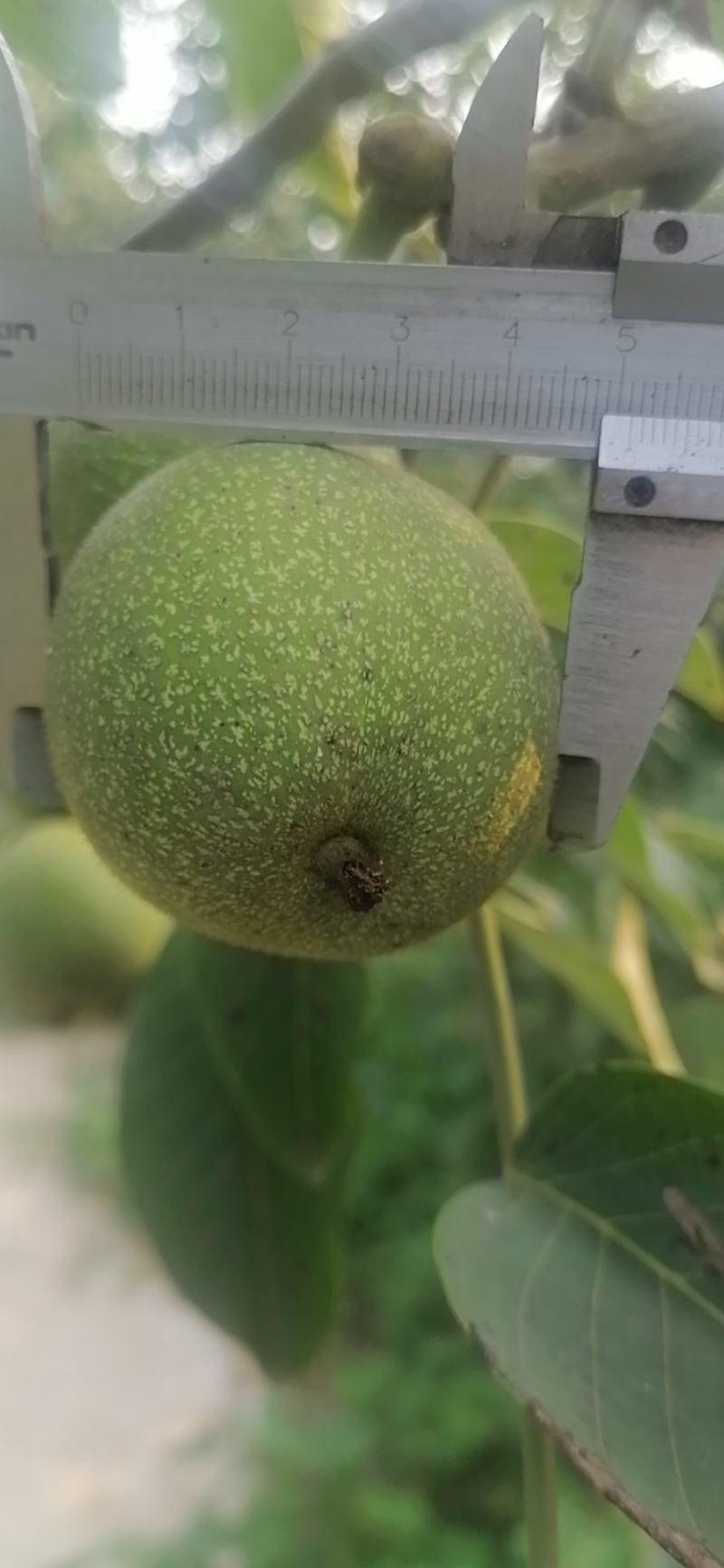 青皮核桃