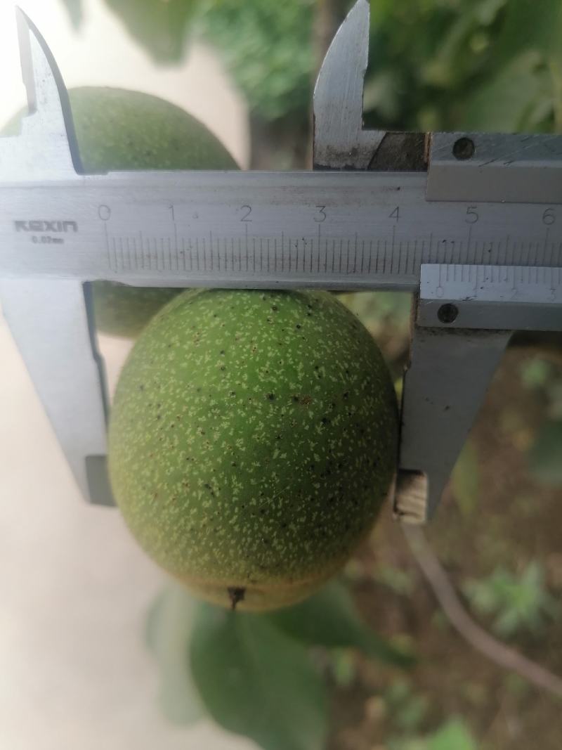 青皮核桃