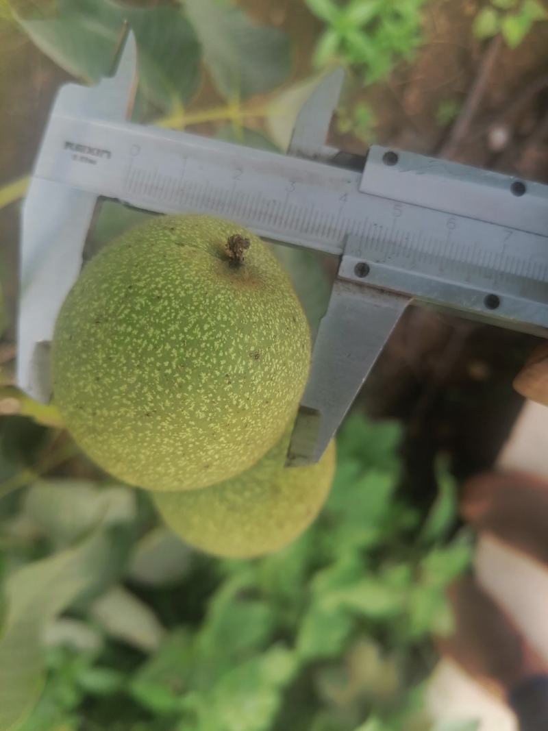 青皮核桃