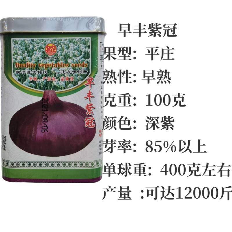早熟洋葱种子，早丰紫冠，扁平桩，深紫皮抗病高产，提前上市