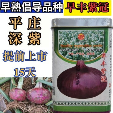早熟洋葱种子,早丰紫冠,扁平桩,深紫皮抗病高产,提前上市