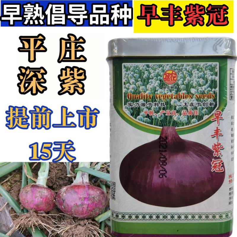 早熟洋葱种子，早丰紫冠，扁平桩，深紫皮抗病高产，提前上市