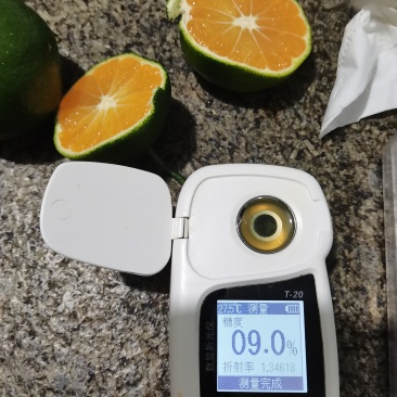 云南盘溪特早熟蜜桔