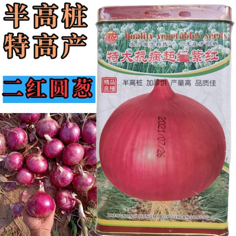 250克二红洋葱种子，半高桩紫红皮，抗病高产，中早熟