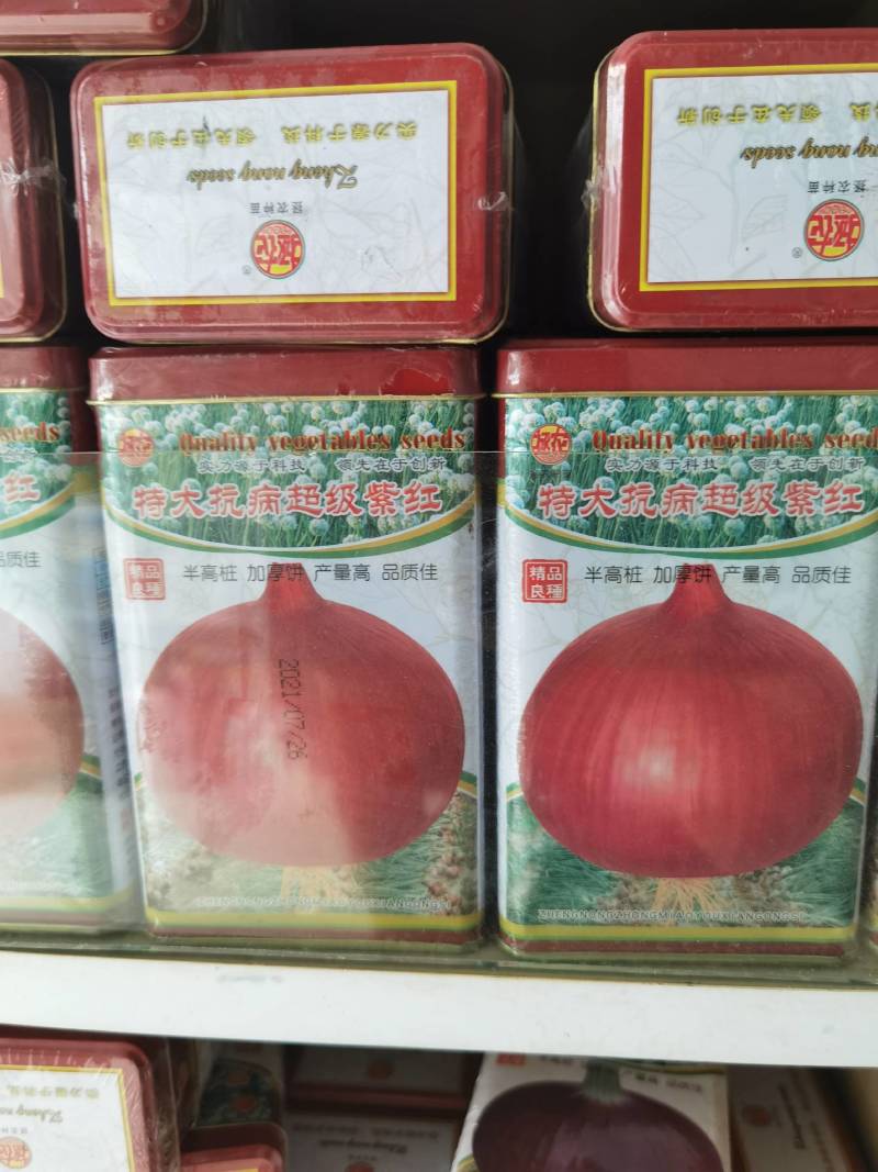 250克二红洋葱种子，半高桩紫红皮，抗病高产，中早熟