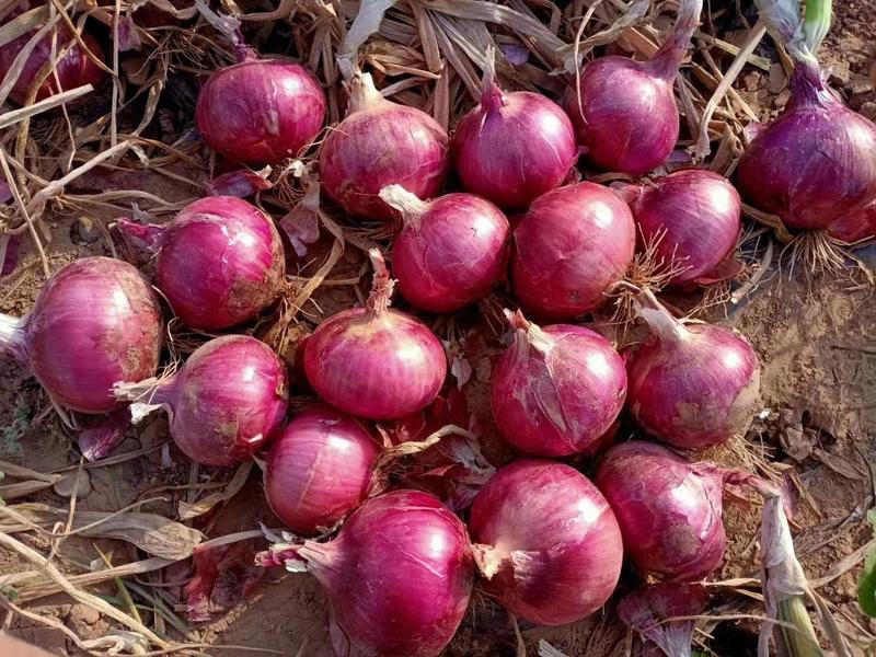 250克二红洋葱种子，半高桩紫红皮，抗病高产，中早熟