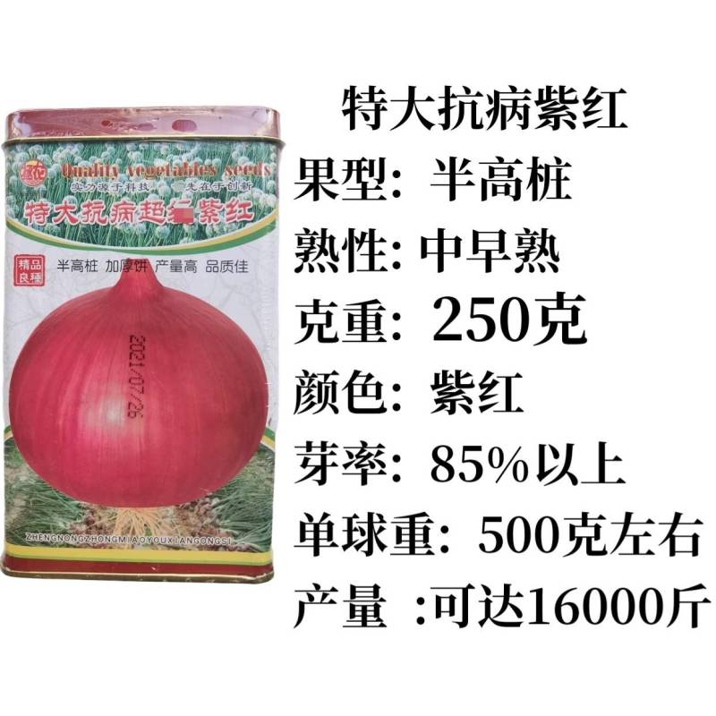 250克二红洋葱种子，半高桩紫红皮，抗病高产，中早熟