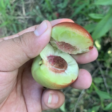 枣油桃，珍珠油桃，山西运城特产，小红桃，离核油桃