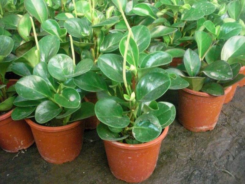 豆瓣绿盆栽碧玉植物四季常青净化空气室内桌面办公室好养绿植