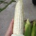 万糯2000