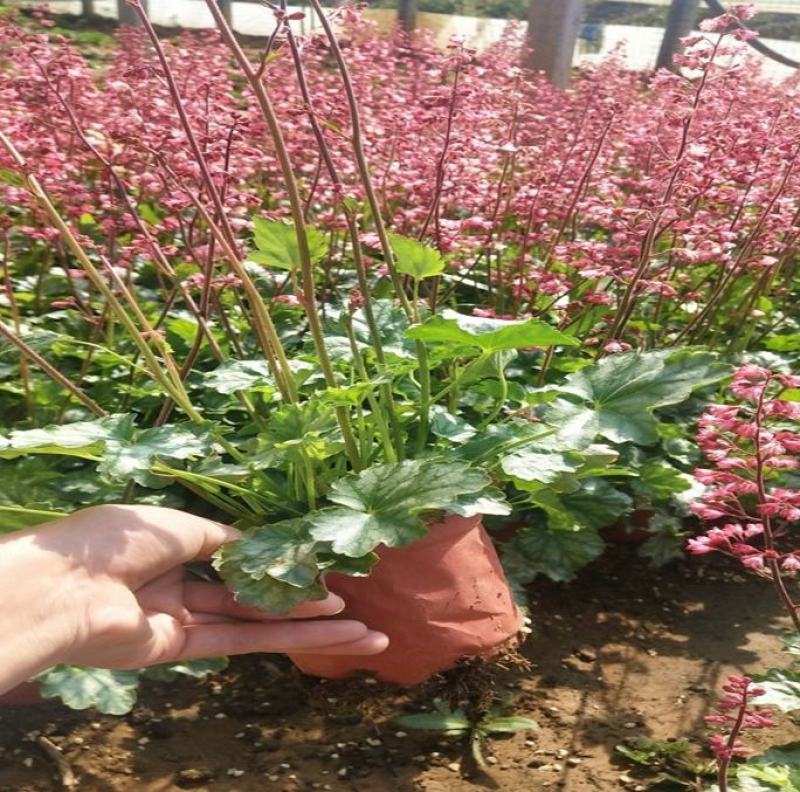矾根绿植盆栽花卉室内外易养活四季客厅大盆绿植摆件花卉盆栽