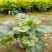 矾根绿植盆栽花卉室内外易养活四季客厅大盆绿植摆件花卉盆栽
