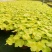矾根绿植盆栽花卉室内外易养活四季客厅大盆绿植摆件花卉盆栽