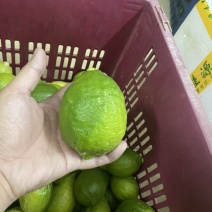 广东香水柠檬