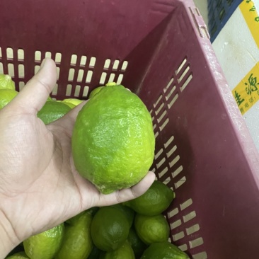 广东香水柠檬