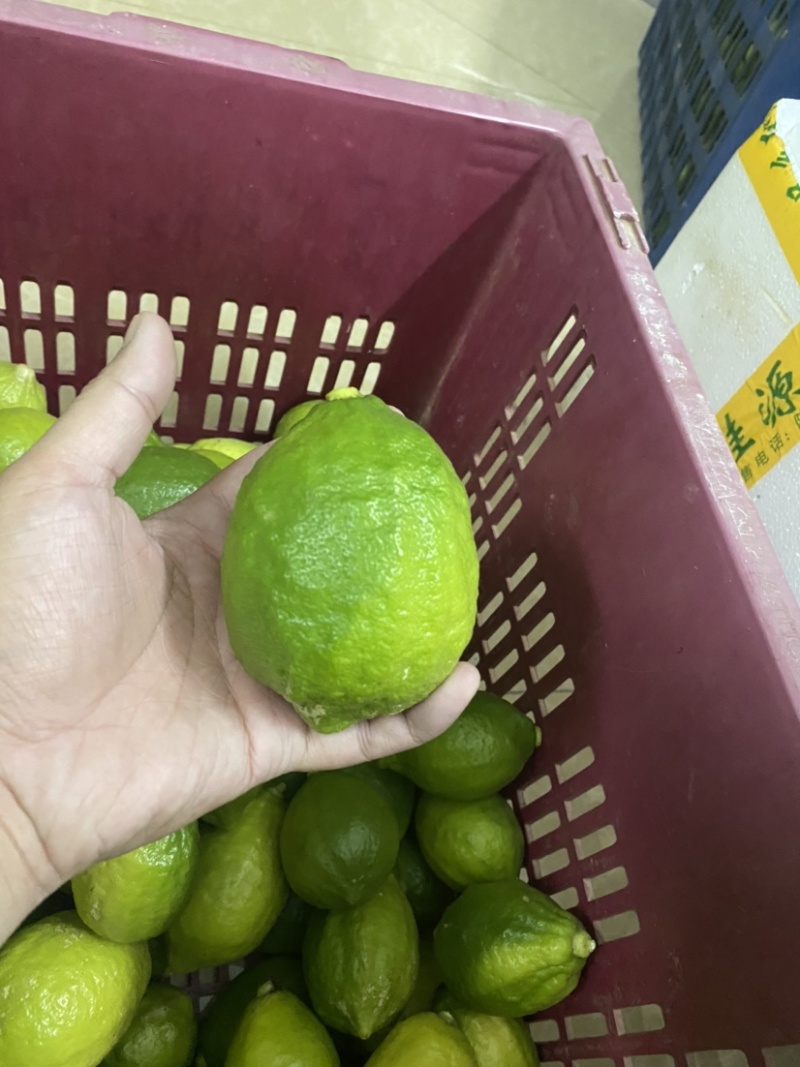 广东香水柠檬