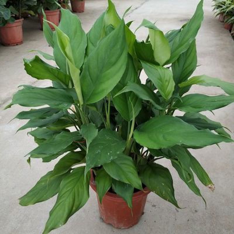 万年青盆栽绿植室内客厅植物好养吸甲醛净化空气