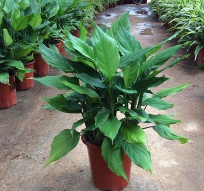万年青盆栽绿植室内客厅植物好养吸甲醛净化空气
