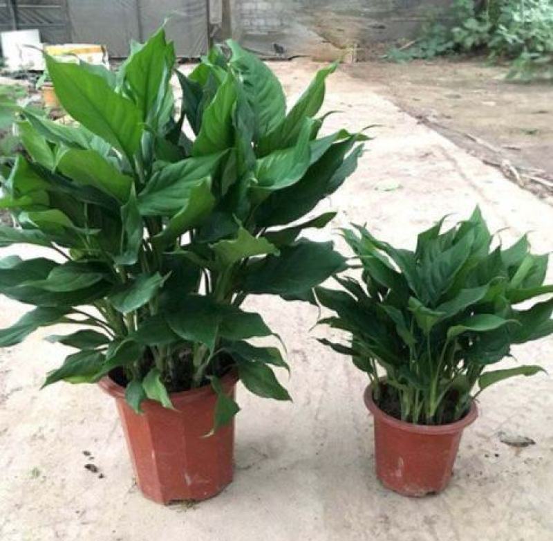 万年青盆栽绿植室内客厅植物好养吸甲醛净化空气