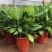 万年青盆栽绿植室内客厅植物好养吸甲醛净化空气