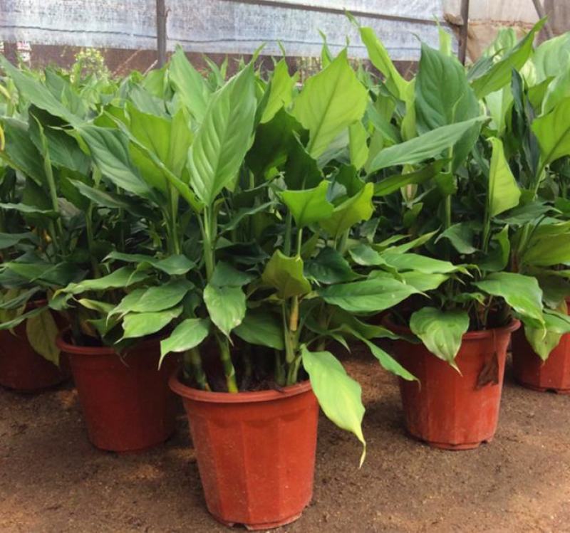 万年青盆栽绿植室内客厅植物好养吸甲醛净化空气