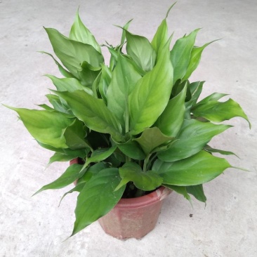 万年青盆栽绿植室内客厅植物好养吸甲醛净化空气