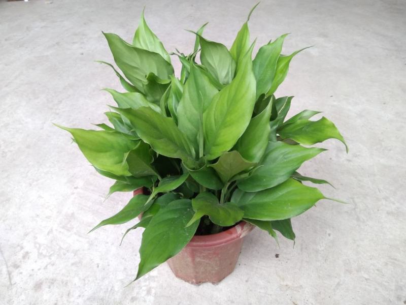 万年青盆栽绿植室内客厅植物好养吸甲醛净化空气