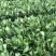 万年青盆栽绿植室内客厅植物好养吸甲醛净化空气